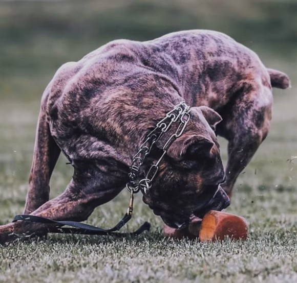 Brindle Cane Corso carrying a training dumbbell