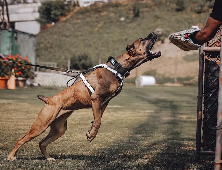Mia, a fawn Cane Corso, in protection training