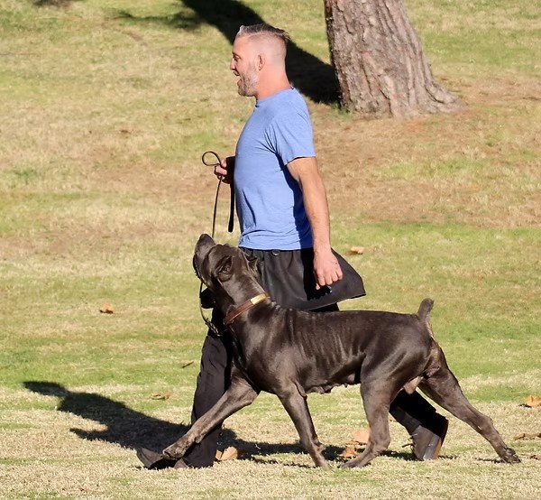 Handler walking a grey Cane Corso in the field