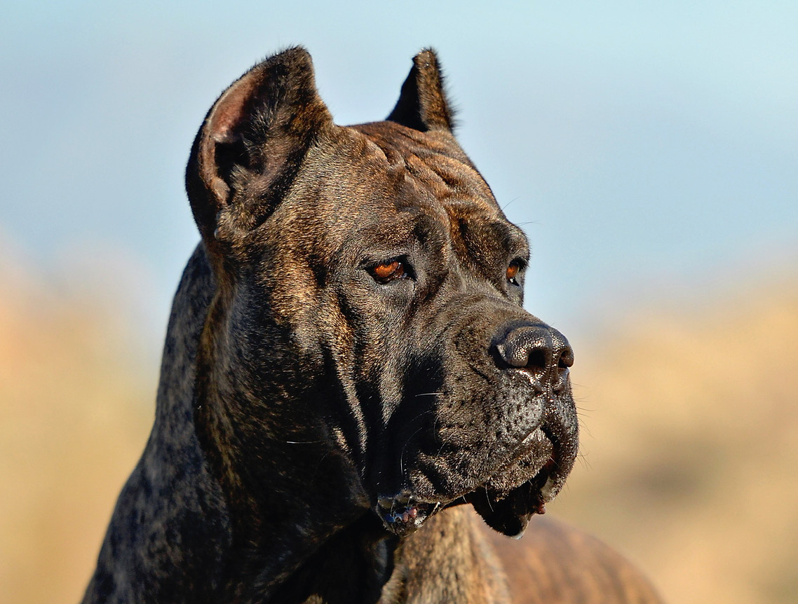 Leona, brindle Cane Corso