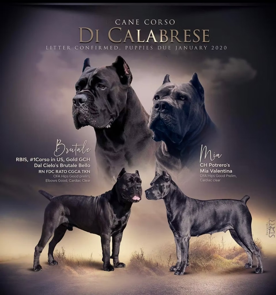 Litter announcement, Brutale and Mia, puppies due January 2020