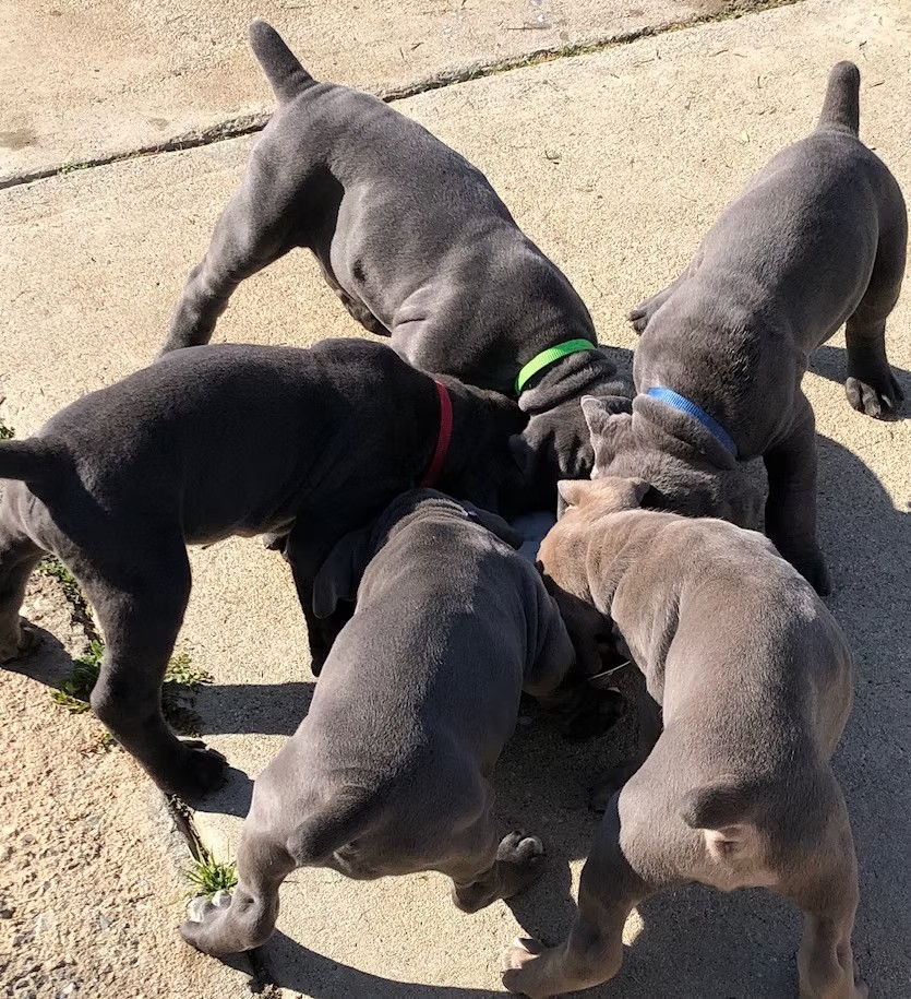 Cane Corso puppies feeding together