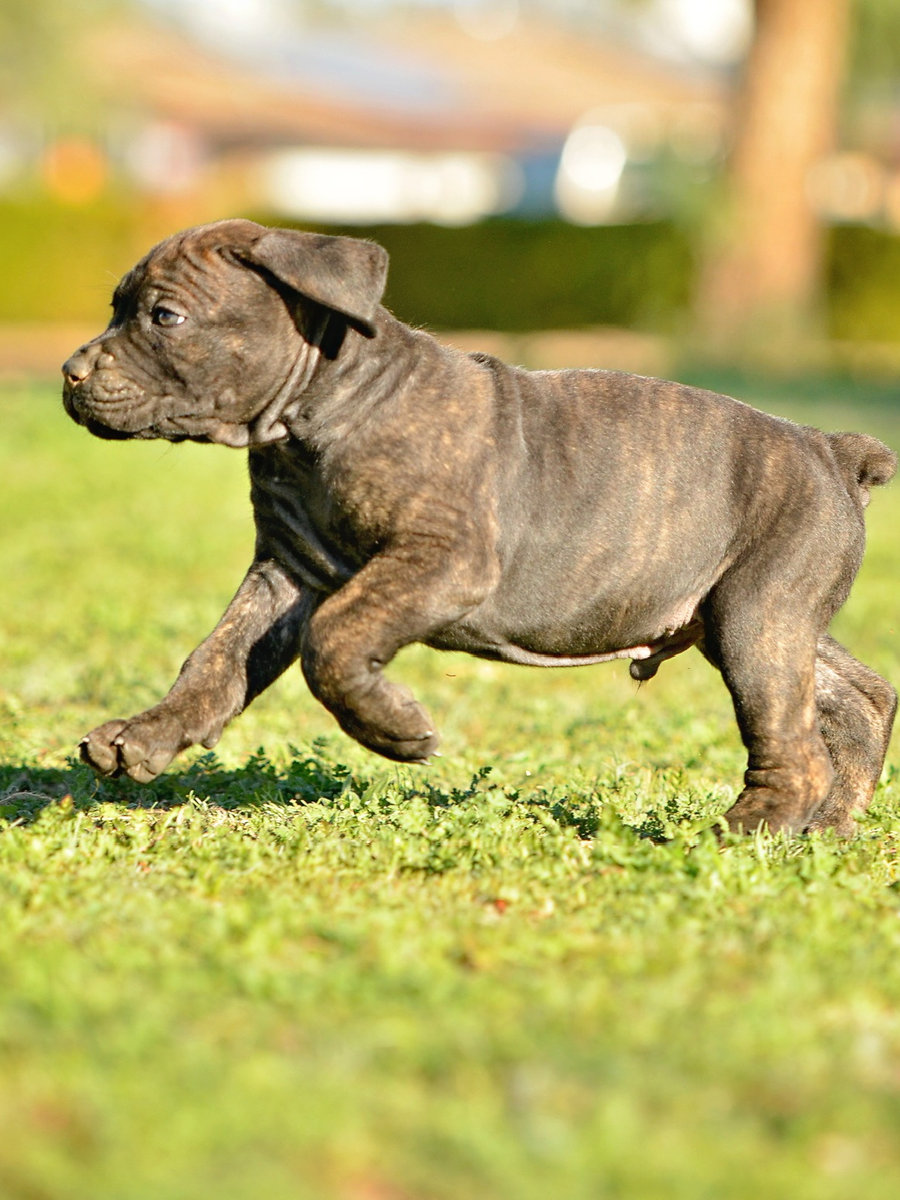 Brindle Cane Corso puppy running outdoors