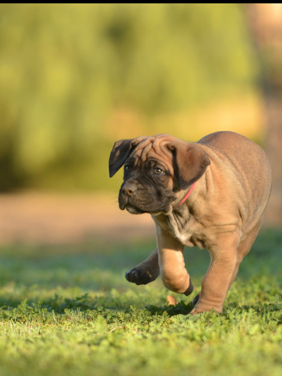 Fawn Cane Corso puppy walking on grass