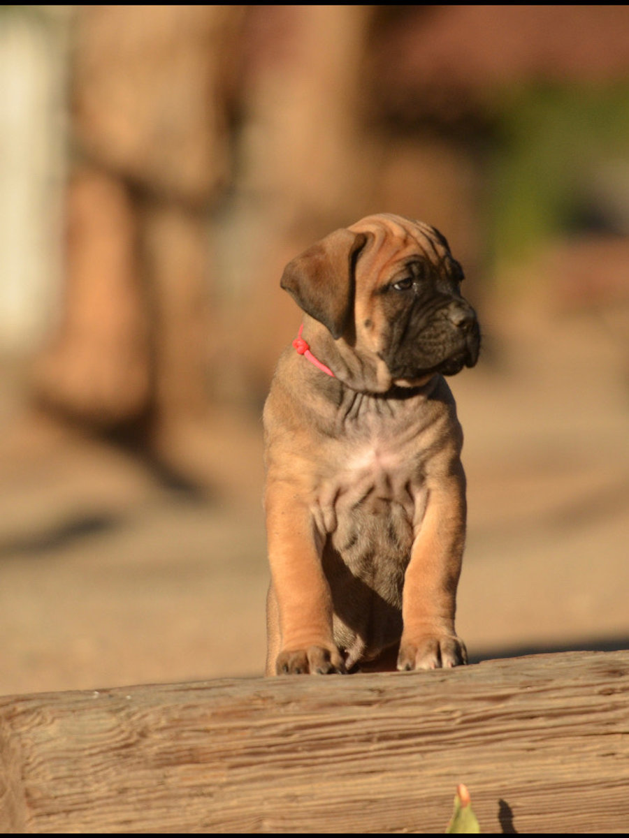 Fawn Cane Corso puppy on a log