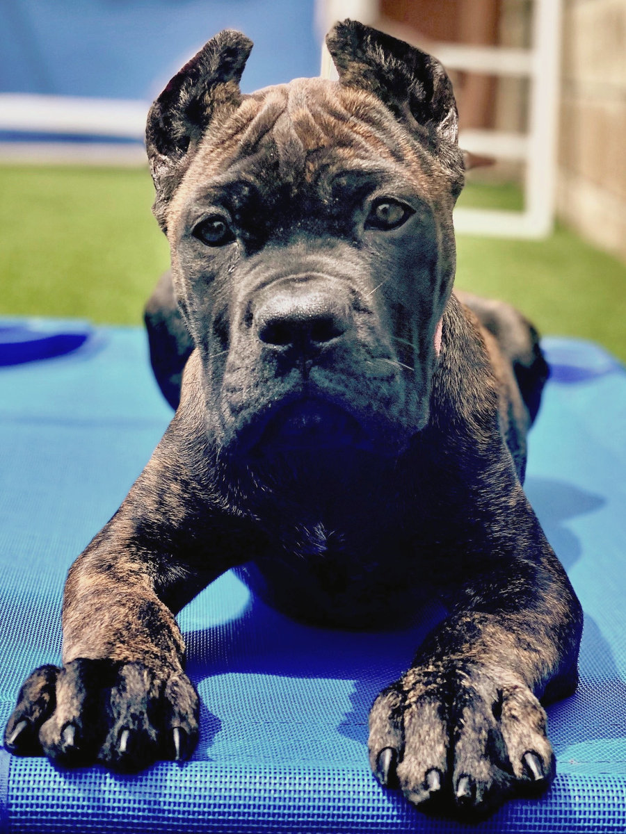 Black Cane Corso puppy on a blue bed