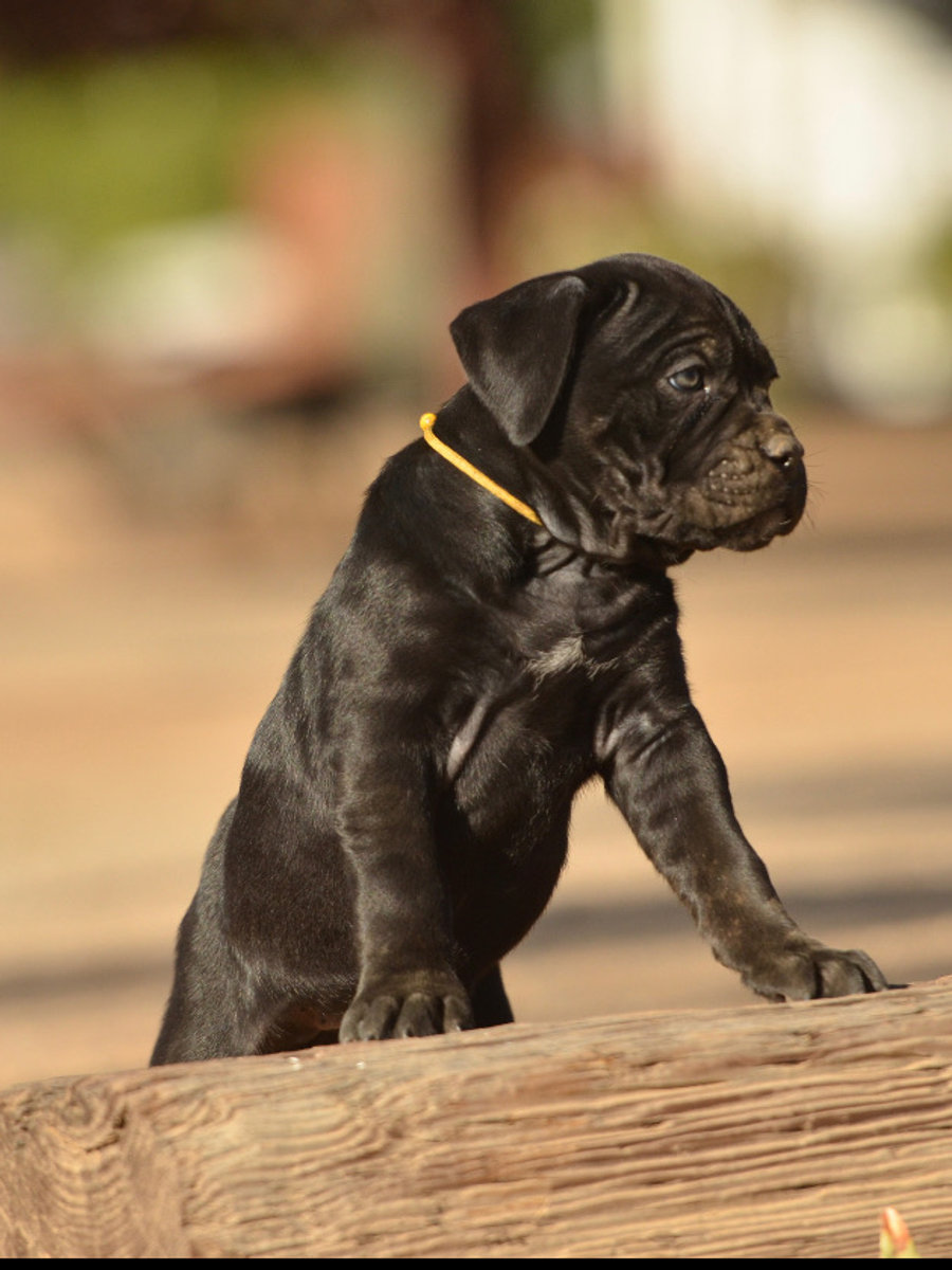 Black Cane Corso puppy on a wooden log