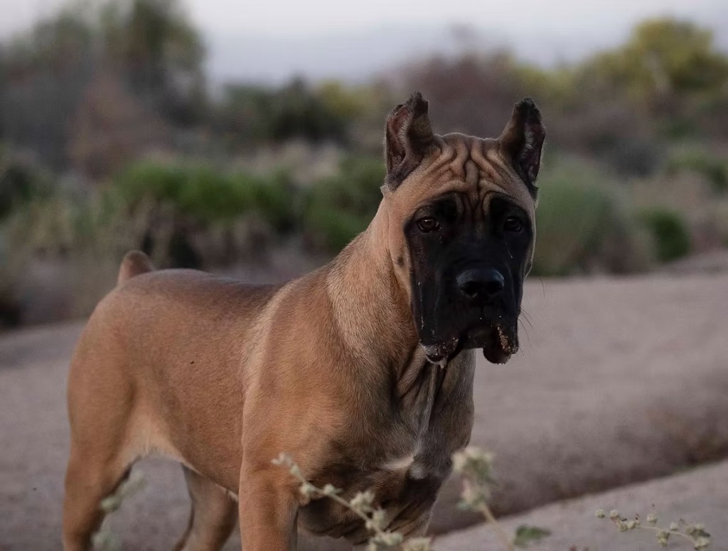 Tonka, fawn Cane Corso
